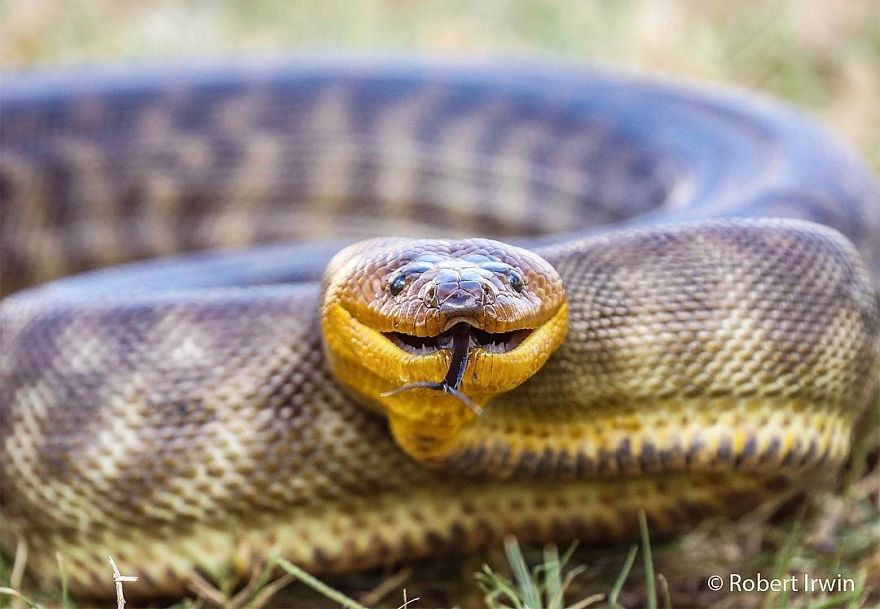 Steve Irwin’s Son Is An Award Winning Photographer And These Photos Show Why Steve Irwin’s Son Is An Award Winning Photographer And These Photos Show Why