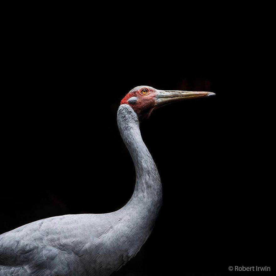 Steve Irwin’s Son Is An Award Winning Photographer And These Photos Show Why Steve Irwin’s Son Is An Award Winning Photographer And These Photos Show Why
