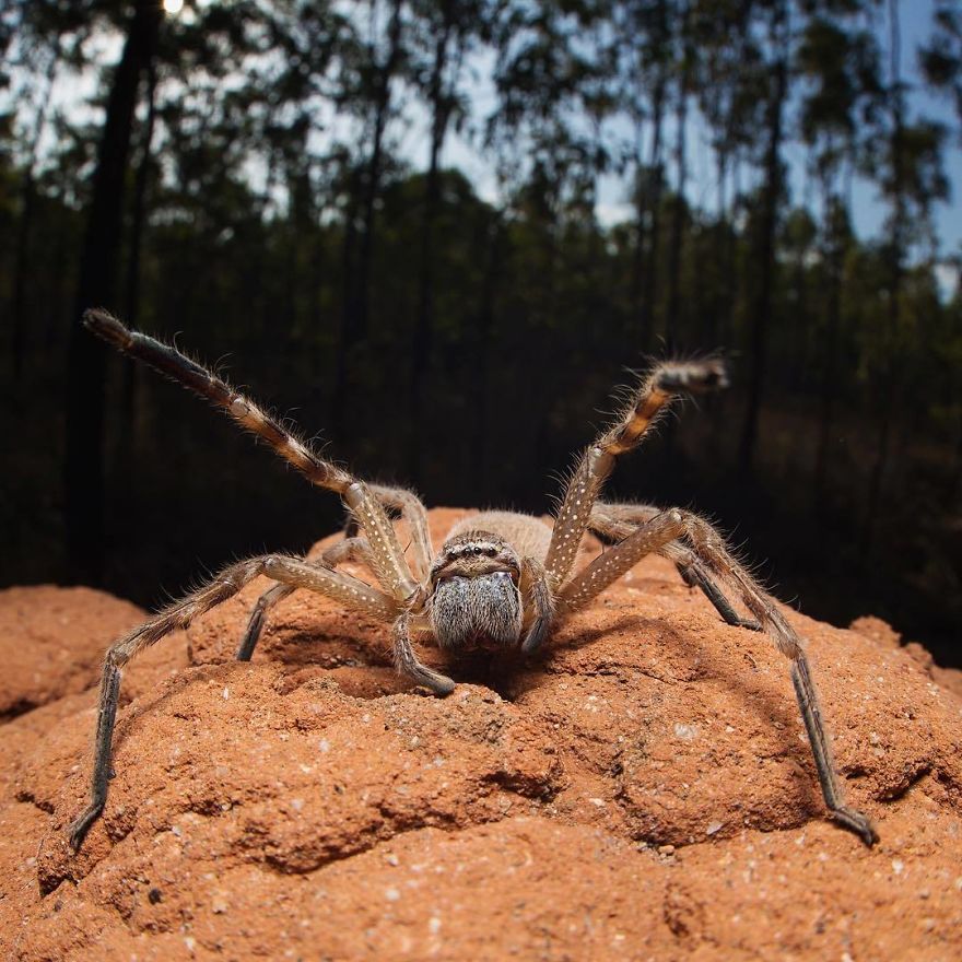 Steve Irwin’s Son Is An Award Winning Photographer And These Photos Show Why Steve Irwin’s Son Is An Award Winning Photographer And These Photos Show Why