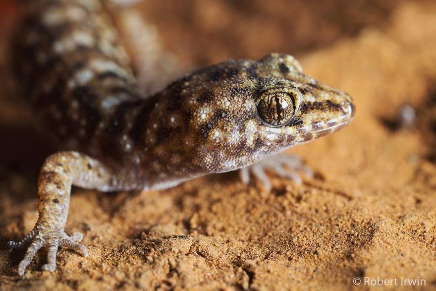 Steve Irwin’s Son Is An Award Winning Photographer And These Photos Show Why Steve Irwin’s Son Is An Award Winning Photographer And These Photos Show Why