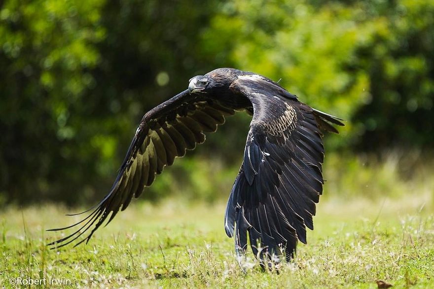 Steve Irwin’s Son Is An Award Winning Photographer And These Photos Show Why Steve Irwin’s Son Is An Award Winning Photographer And These Photos Show Why