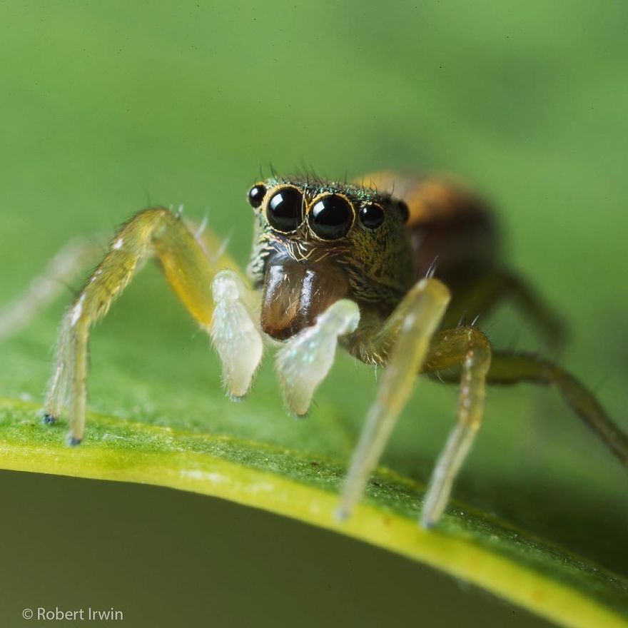Steve Irwin’s Son Is An Award Winning Photographer And These Photos Show Why Steve Irwin’s Son Is An Award Winning Photographer And These Photos Show Why