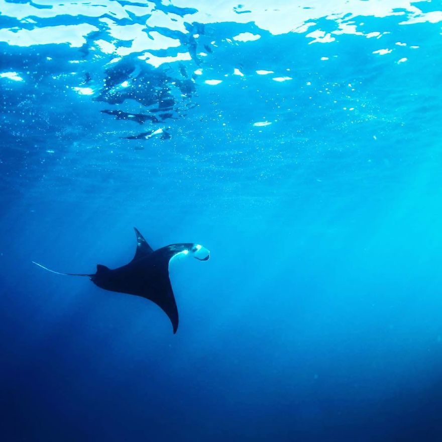 Steve Irwin’s Son Is An Award Winning Photographer And These Photos Show Why Steve Irwin’s Son Is An Award Winning Photographer And These Photos Show Why