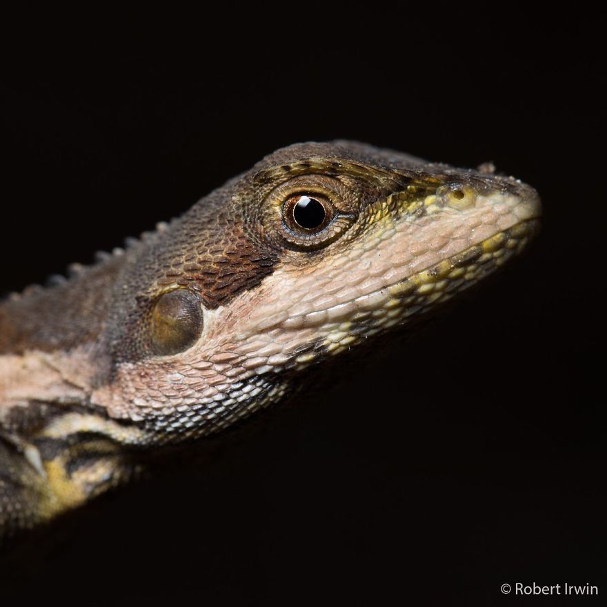 Steve Irwin’s Son Is An Award Winning Photographer And These Photos Show Why Steve Irwin’s Son Is An Award Winning Photographer And These Photos Show Why