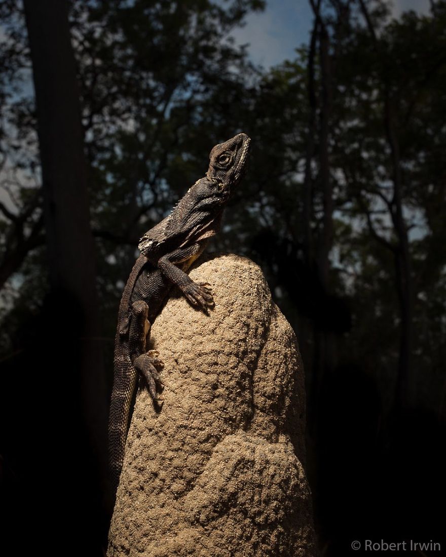 Steve Irwin’s Son Is An Award Winning Photographer And These Photos Show Why Steve Irwin’s Son Is An Award Winning Photographer And These Photos Show Why