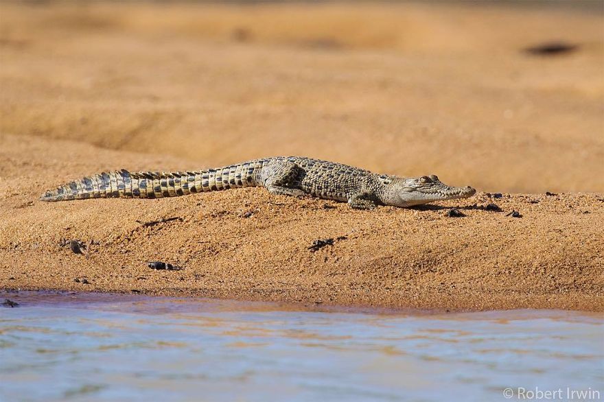 Steve Irwin’s Son Is An Award Winning Photographer And These Photos Show Why Steve Irwin’s Son Is An Award Winning Photographer And These Photos Show Why