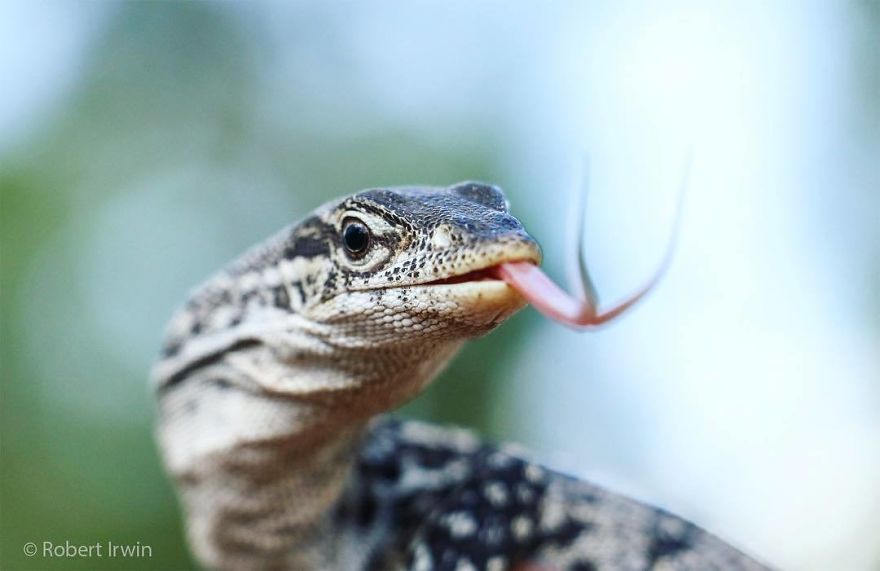 Steve Irwin’s Son Is An Award Winning Photographer And These Photos Show Why Steve Irwin’s Son Is An Award Winning Photographer And These Photos Show Why