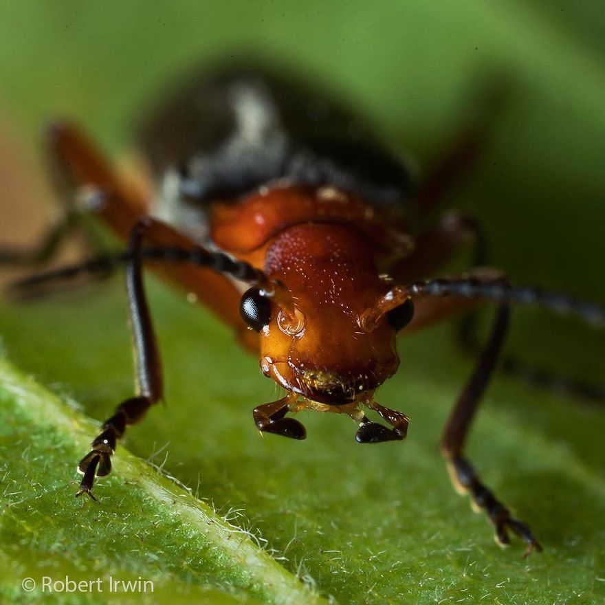 Steve Irwin’s Son Is An Award Winning Photographer And These Photos Show Why Steve Irwin’s Son Is An Award Winning Photographer And These Photos Show Why