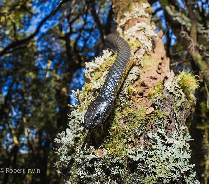 Steve Irwin’s Son Is An Award Winning Photographer And These Photos Show Why Steve Irwin’s Son Is An Award Winning Photographer And These Photos Show Why