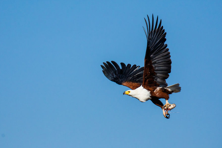 Steve Irwin’s Son Is An Award Winning Photographer And These Photos Show Why Steve Irwin’s Son Is An Award Winning Photographer And These Photos Show Why