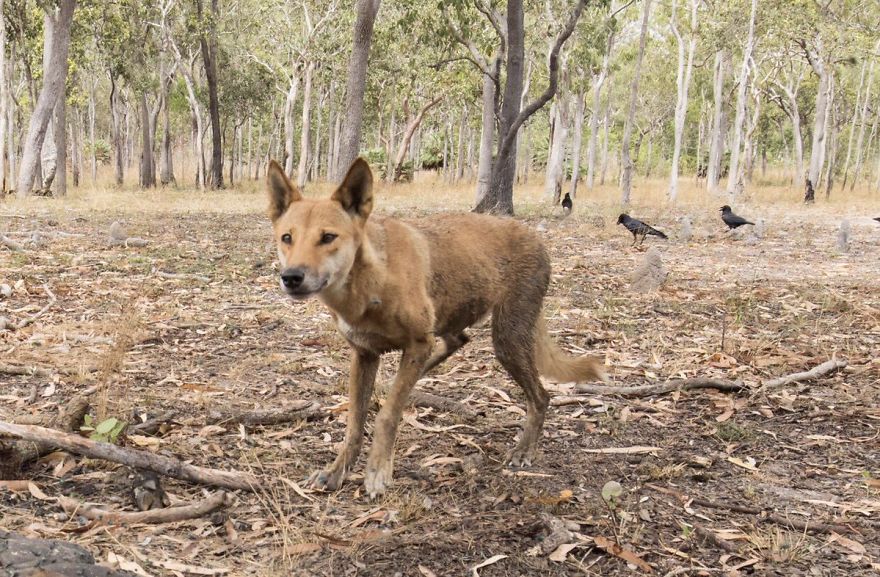 Steve Irwin’s Son Is An Award Winning Photographer And These Photos Show Why Steve Irwin’s Son Is An Award Winning Photographer And These Photos Show Why
