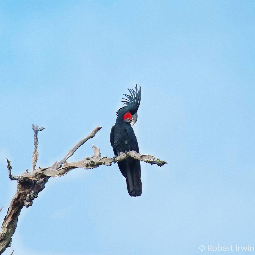 Steve Irwin’s Son Is An Award Winning Photographer And These Photos Show Why Steve Irwin’s Son Is An Award Winning Photographer And These Photos Show Why