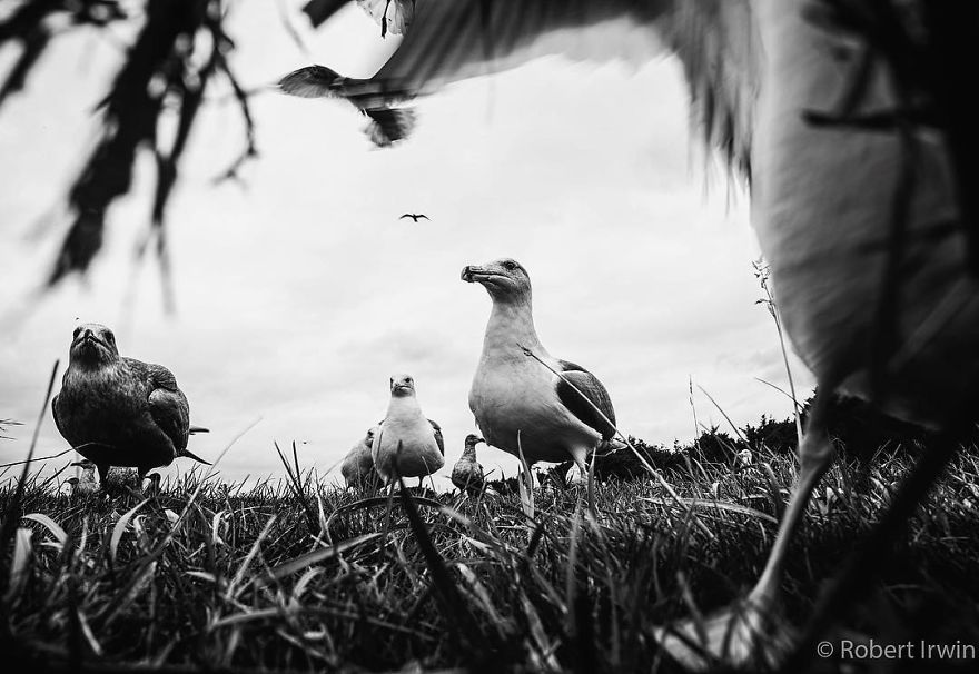Steve Irwin’s Son Is An Award Winning Photographer And These Photos Show Why Steve Irwin’s Son Is An Award Winning Photographer And These Photos Show Why