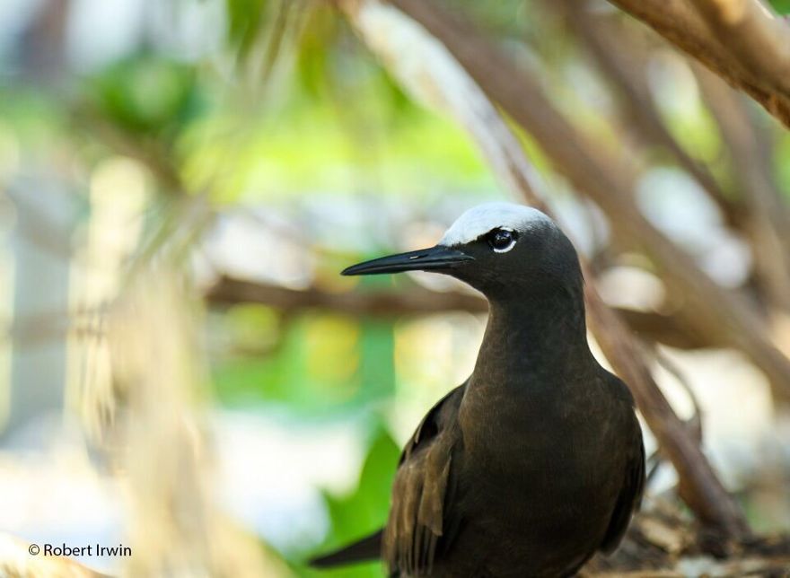 Steve Irwin’s Son Is An Award Winning Photographer And These Photos Show Why Steve Irwin’s Son Is An Award Winning Photographer And These Photos Show Why