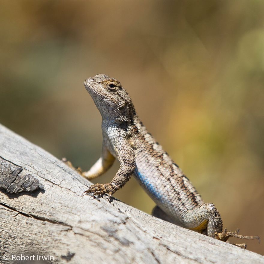 Steve Irwin’s Son Is An Award Winning Photographer And These Photos Show Why Steve Irwin’s Son Is An Award Winning Photographer And These Photos Show Why