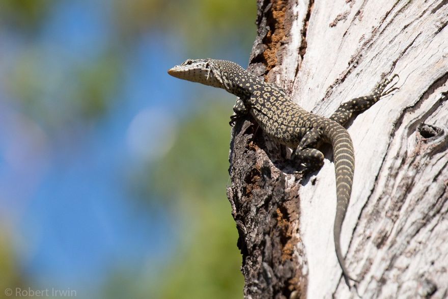 Steve Irwin’s Son Is An Award Winning Photographer And These Photos Show Why Steve Irwin’s Son Is An Award Winning Photographer And These Photos Show Why