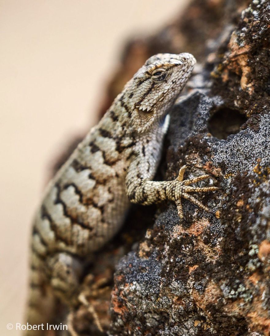 Steve Irwin’s Son Is An Award Winning Photographer And These Photos Show Why Steve Irwin’s Son Is An Award Winning Photographer And These Photos Show Why
