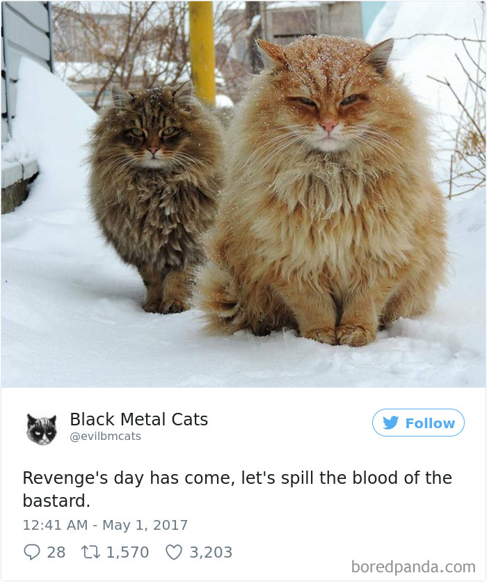 Twitter Account Pairs Cat Pics With Metal Lyrics And It’s Just Perfect Twitter Account Pairs Cat Pics With Metal Lyrics And It’s Just Perfect
