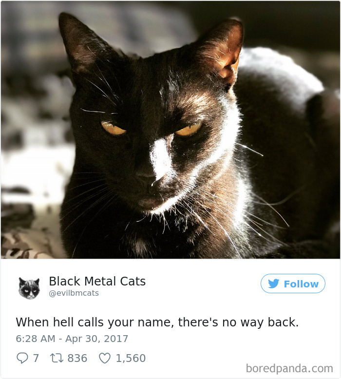 Twitter Account Pairs Cat Pics With Metal Lyrics And It’s Just Perfect Twitter Account Pairs Cat Pics With Metal Lyrics And It’s Just Perfect