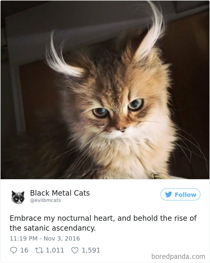 Twitter Account Pairs Cat Pics With Metal Lyrics And It’s Just Perfect Twitter Account Pairs Cat Pics With Metal Lyrics And It’s Just Perfect