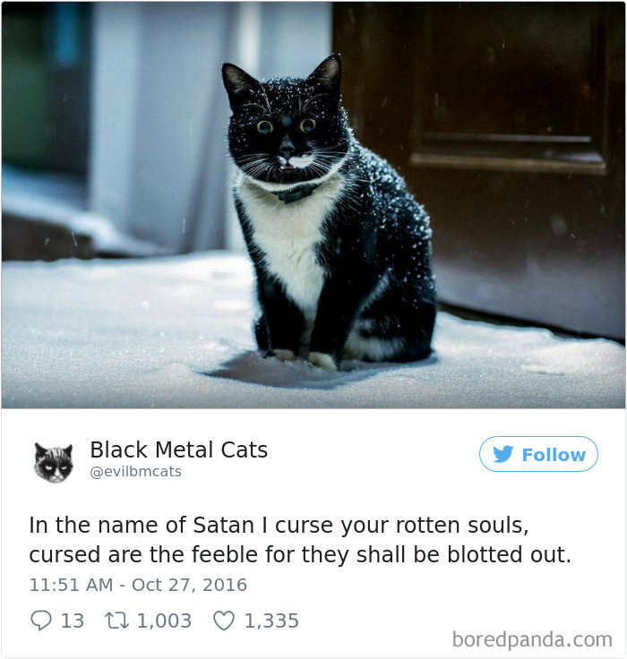 Twitter Account Pairs Cat Pics With Metal Lyrics And It’s Just Perfect Twitter Account Pairs Cat Pics With Metal Lyrics And It’s Just Perfect