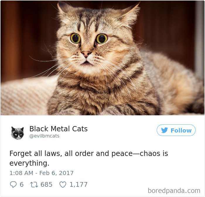 Twitter Account Pairs Cat Pics With Metal Lyrics And It’s Just Perfect Twitter Account Pairs Cat Pics With Metal Lyrics And It’s Just Perfect