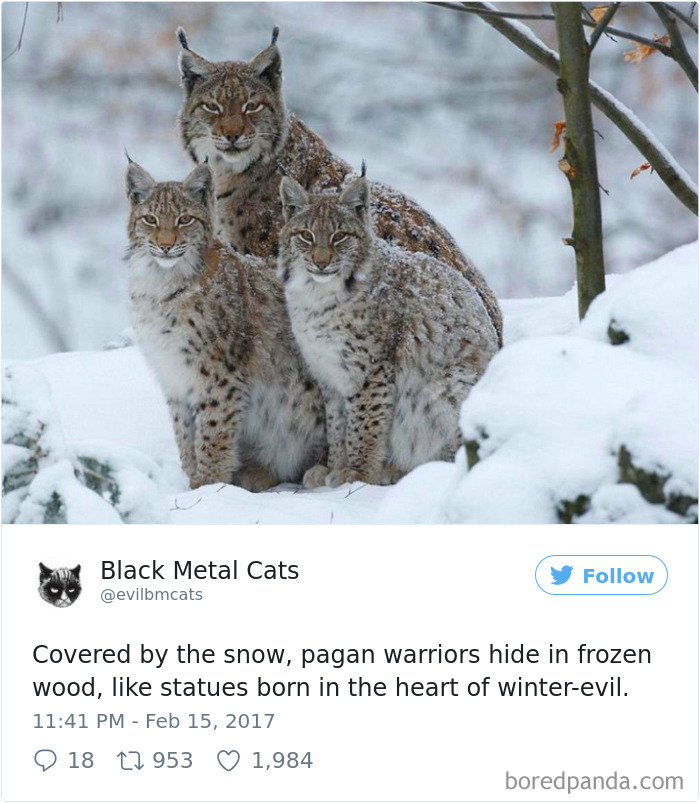 Twitter Account Pairs Cat Pics With Metal Lyrics And It’s Just Perfect Twitter Account Pairs Cat Pics With Metal Lyrics And It’s Just Perfect