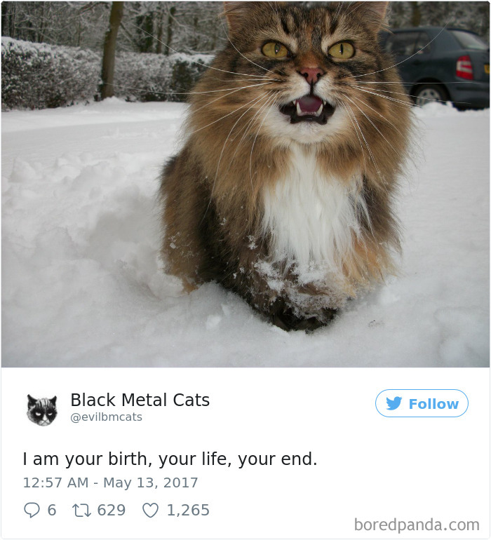 Twitter Account Pairs Cat Pics With Metal Lyrics And It’s Just Perfect Twitter Account Pairs Cat Pics With Metal Lyrics And It’s Just Perfect