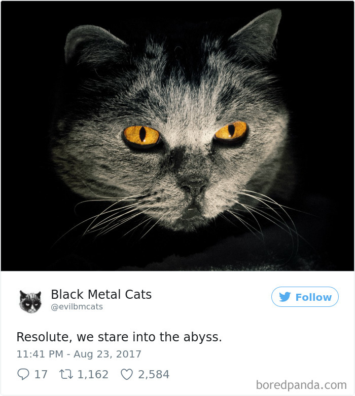 Twitter Account Pairs Cat Pics With Metal Lyrics And It’s Just Perfect Twitter Account Pairs Cat Pics With Metal Lyrics And It’s Just Perfect