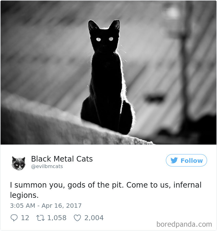 Twitter Account Pairs Cat Pics With Metal Lyrics And It’s Just Perfect Twitter Account Pairs Cat Pics With Metal Lyrics And It’s Just Perfect
