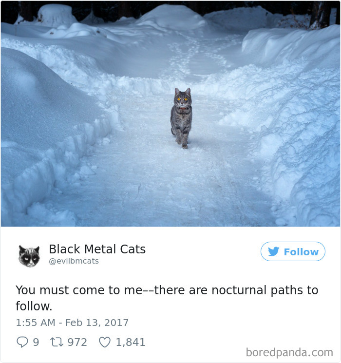 Twitter Account Pairs Cat Pics With Metal Lyrics And It’s Just Perfect Twitter Account Pairs Cat Pics With Metal Lyrics And It’s Just Perfect