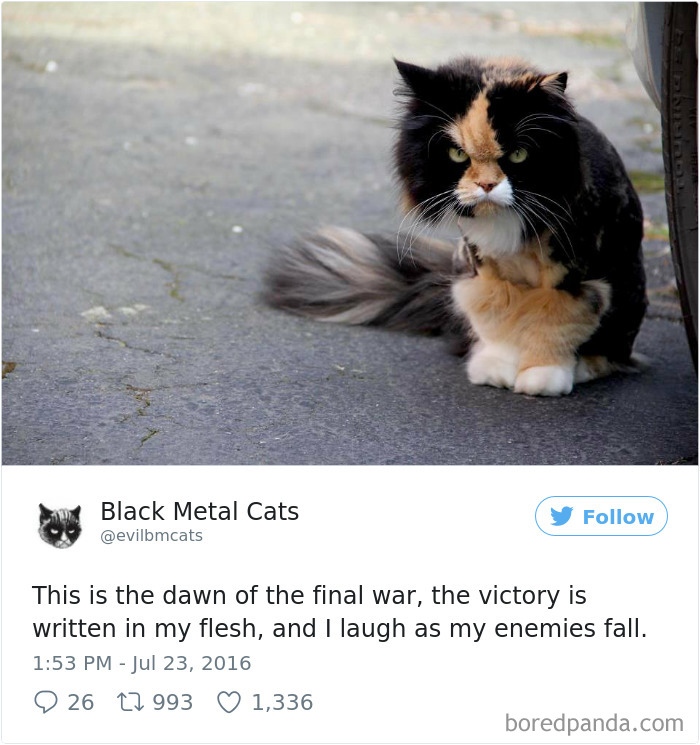 Twitter Account Pairs Cat Pics With Metal Lyrics And It’s Just Perfect Twitter Account Pairs Cat Pics With Metal Lyrics And It’s Just Perfect