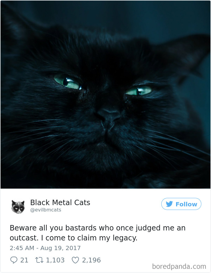 Twitter Account Pairs Cat Pics With Metal Lyrics And It’s Just Perfect Twitter Account Pairs Cat Pics With Metal Lyrics And It’s Just Perfect