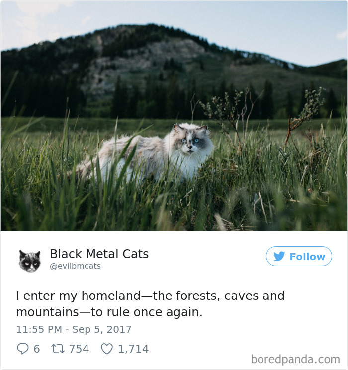 Twitter Account Pairs Cat Pics With Metal Lyrics And It’s Just Perfect Twitter Account Pairs Cat Pics With Metal Lyrics And It’s Just Perfect