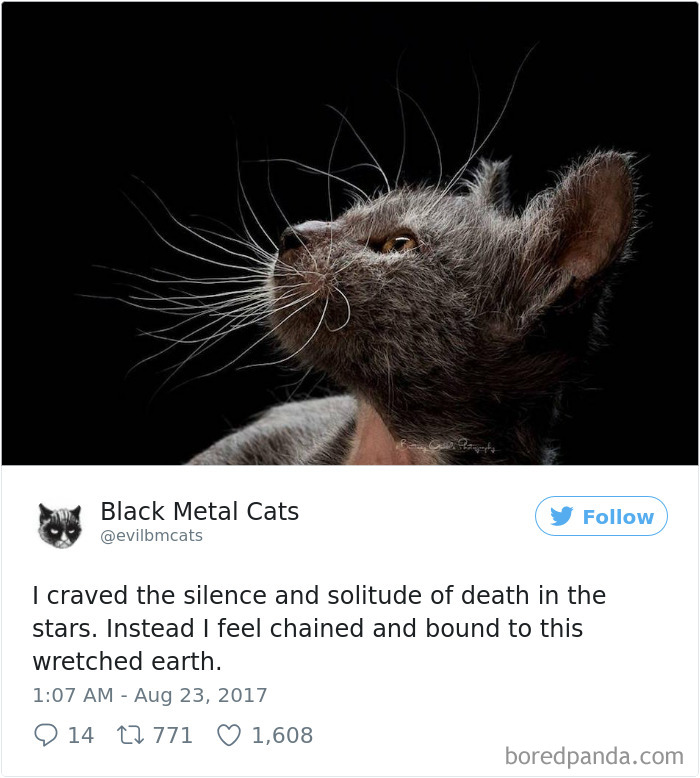 Twitter Account Pairs Cat Pics With Metal Lyrics And It’s Just Perfect Twitter Account Pairs Cat Pics With Metal Lyrics And It’s Just Perfect