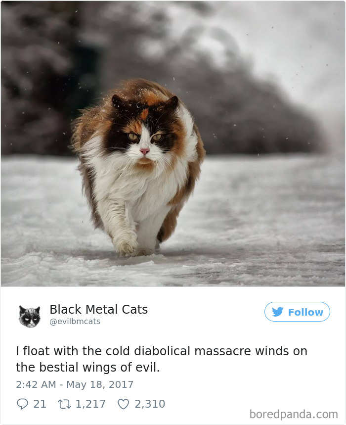 Twitter Account Pairs Cat Pics With Metal Lyrics And It’s Just Perfect Twitter Account Pairs Cat Pics With Metal Lyrics And It’s Just Perfect
