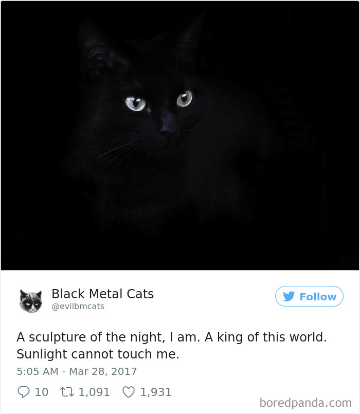 Twitter Account Pairs Cat Pics With Metal Lyrics And It’s Just Perfect Twitter Account Pairs Cat Pics With Metal Lyrics And It’s Just Perfect