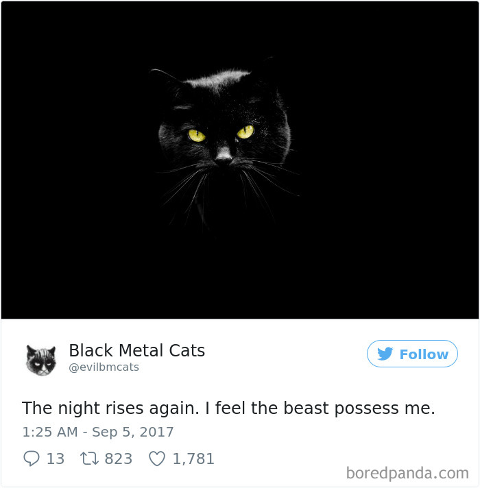 Twitter Account Pairs Cat Pics With Metal Lyrics And It’s Just Perfect Twitter Account Pairs Cat Pics With Metal Lyrics And It’s Just Perfect