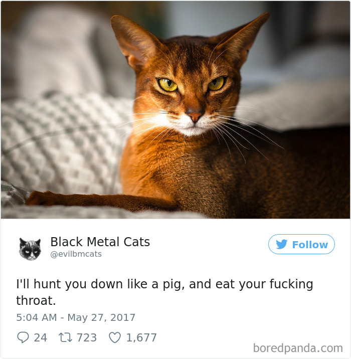 Twitter Account Pairs Cat Pics With Metal Lyrics And It’s Just Perfect Twitter Account Pairs Cat Pics With Metal Lyrics And It’s Just Perfect