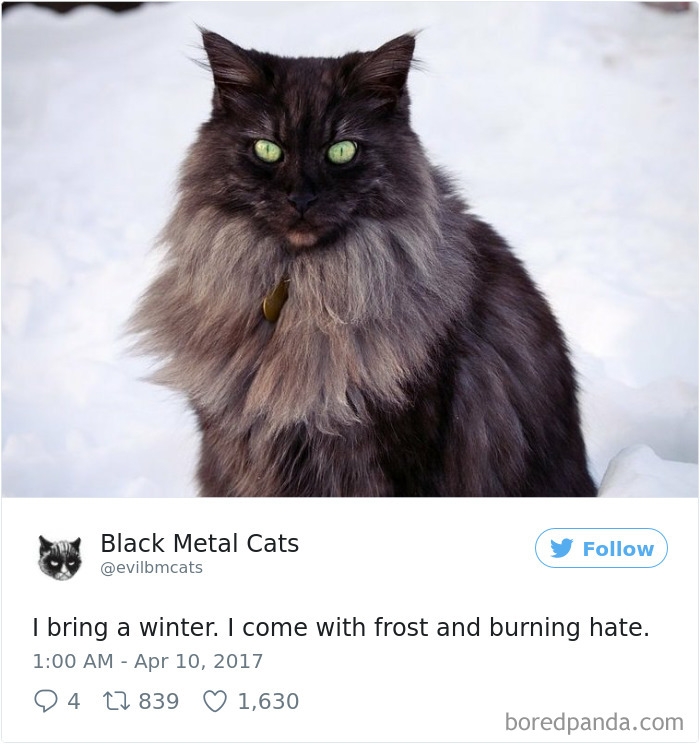 Twitter Account Pairs Cat Pics With Metal Lyrics And It’s Just Perfect Twitter Account Pairs Cat Pics With Metal Lyrics And It’s Just Perfect