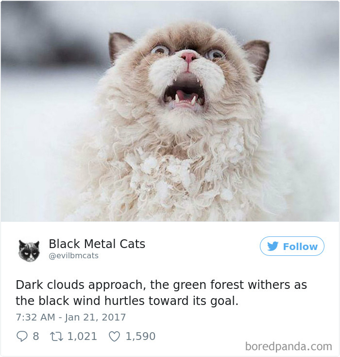 Twitter Account Pairs Cat Pics With Metal Lyrics And It’s Just Perfect Twitter Account Pairs Cat Pics With Metal Lyrics And It’s Just Perfect