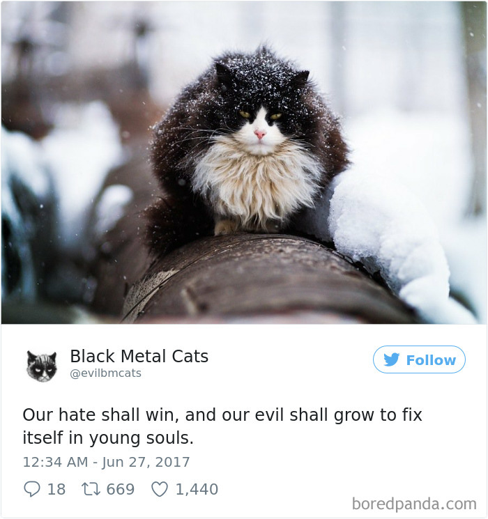 Twitter Account Pairs Cat Pics With Metal Lyrics And It’s Just Perfect Twitter Account Pairs Cat Pics With Metal Lyrics And It’s Just Perfect