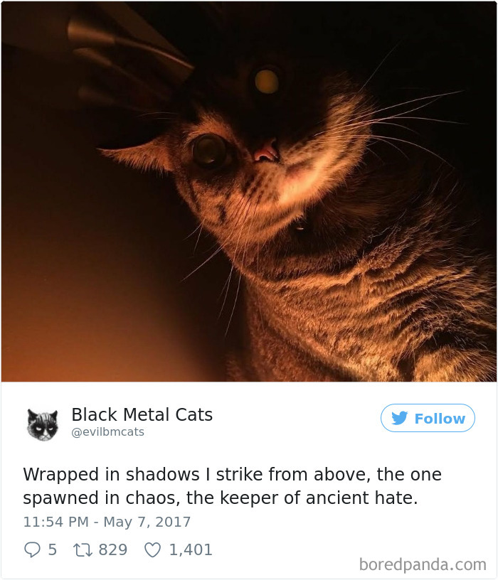 Twitter Account Pairs Cat Pics With Metal Lyrics And It’s Just Perfect Twitter Account Pairs Cat Pics With Metal Lyrics And It’s Just Perfect