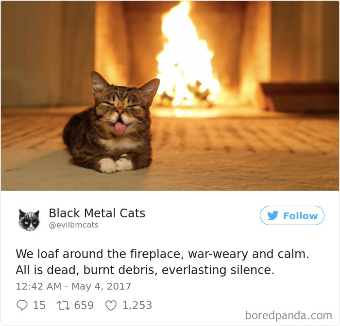 Twitter Account Pairs Cat Pics With Metal Lyrics And It’s Just Perfect Twitter Account Pairs Cat Pics With Metal Lyrics And It’s Just Perfect