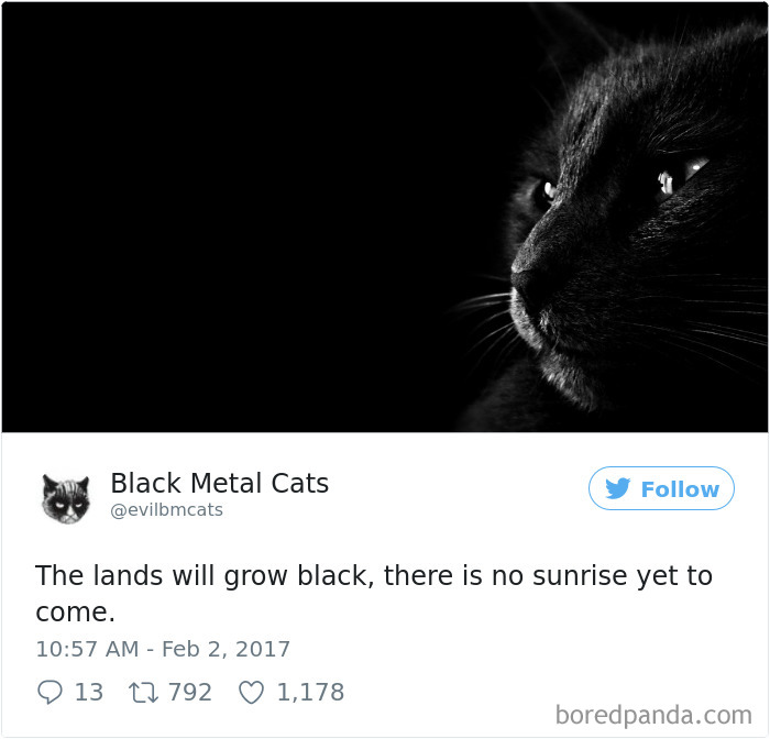 Twitter Account Pairs Cat Pics With Metal Lyrics And It’s Just Perfect Twitter Account Pairs Cat Pics With Metal Lyrics And It’s Just Perfect