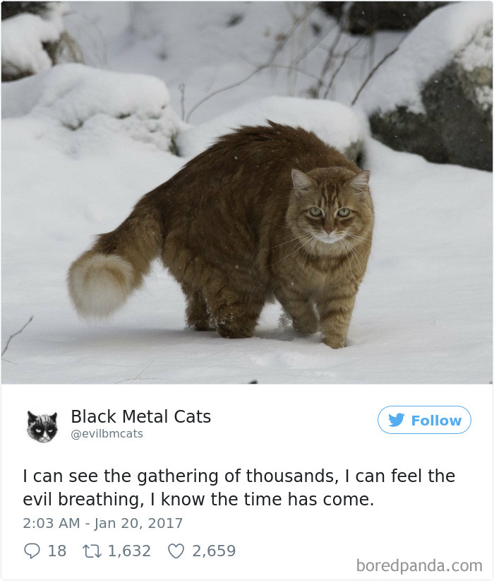 Twitter Account Pairs Cat Pics With Metal Lyrics And It’s Just Perfect Twitter Account Pairs Cat Pics With Metal Lyrics And It’s Just Perfect