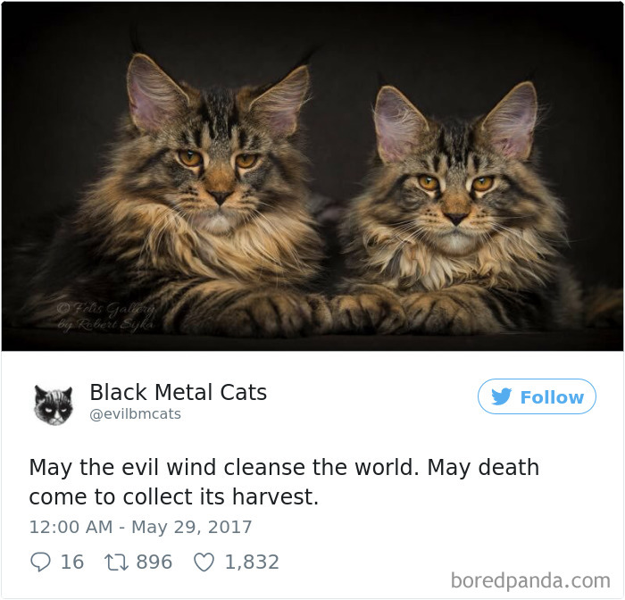 Twitter Account Pairs Cat Pics With Metal Lyrics And It’s Just Perfect Twitter Account Pairs Cat Pics With Metal Lyrics And It’s Just Perfect