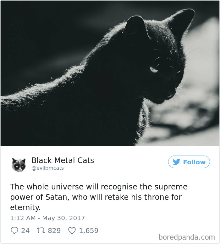 Twitter Account Pairs Cat Pics With Metal Lyrics And It’s Just Perfect Twitter Account Pairs Cat Pics With Metal Lyrics And It’s Just Perfect