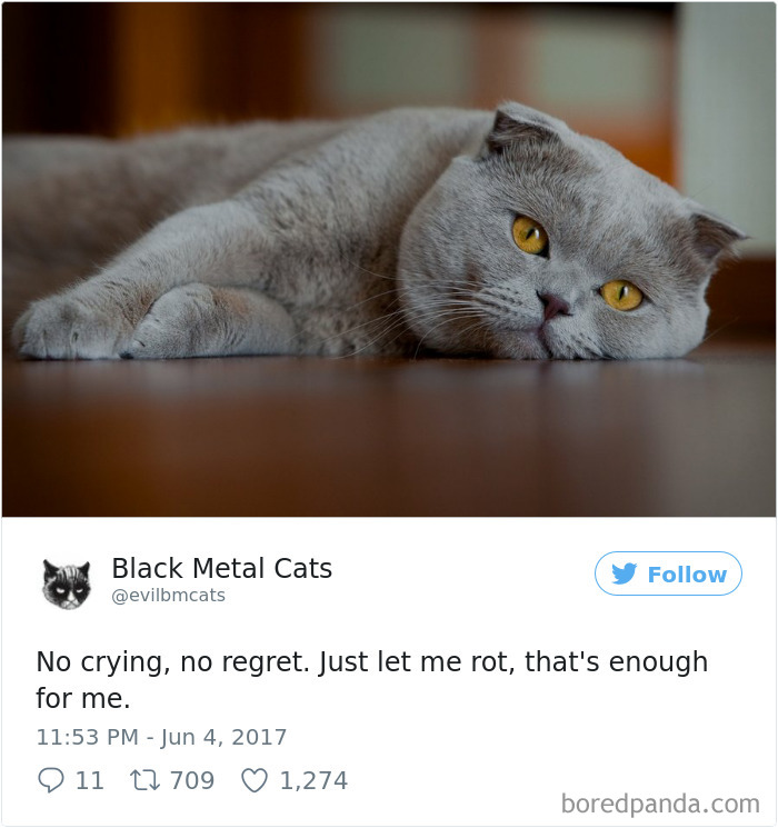 Twitter Account Pairs Cat Pics With Metal Lyrics And It’s Just Perfect Twitter Account Pairs Cat Pics With Metal Lyrics And It’s Just Perfect