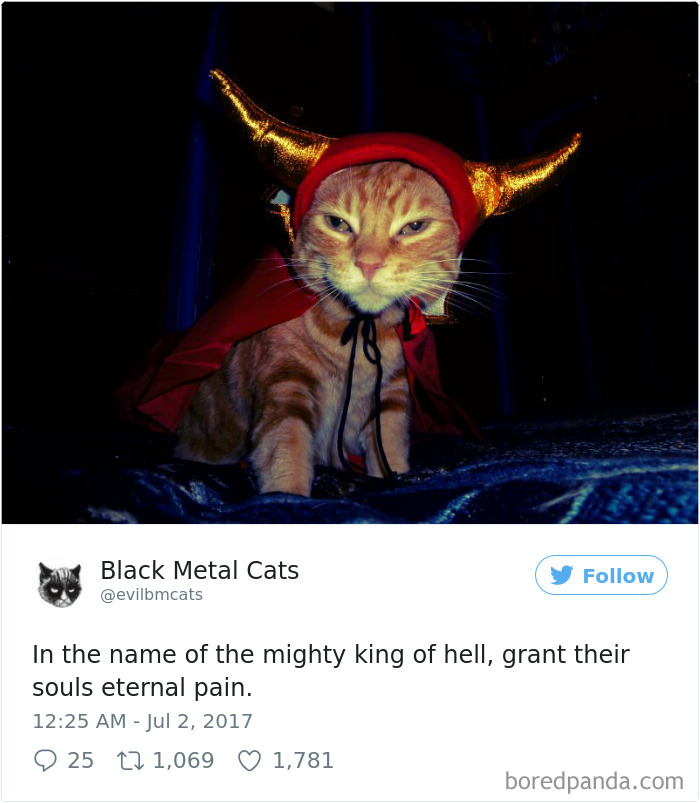 Twitter Account Pairs Cat Pics With Metal Lyrics And It’s Just Perfect Twitter Account Pairs Cat Pics With Metal Lyrics And It’s Just Perfect